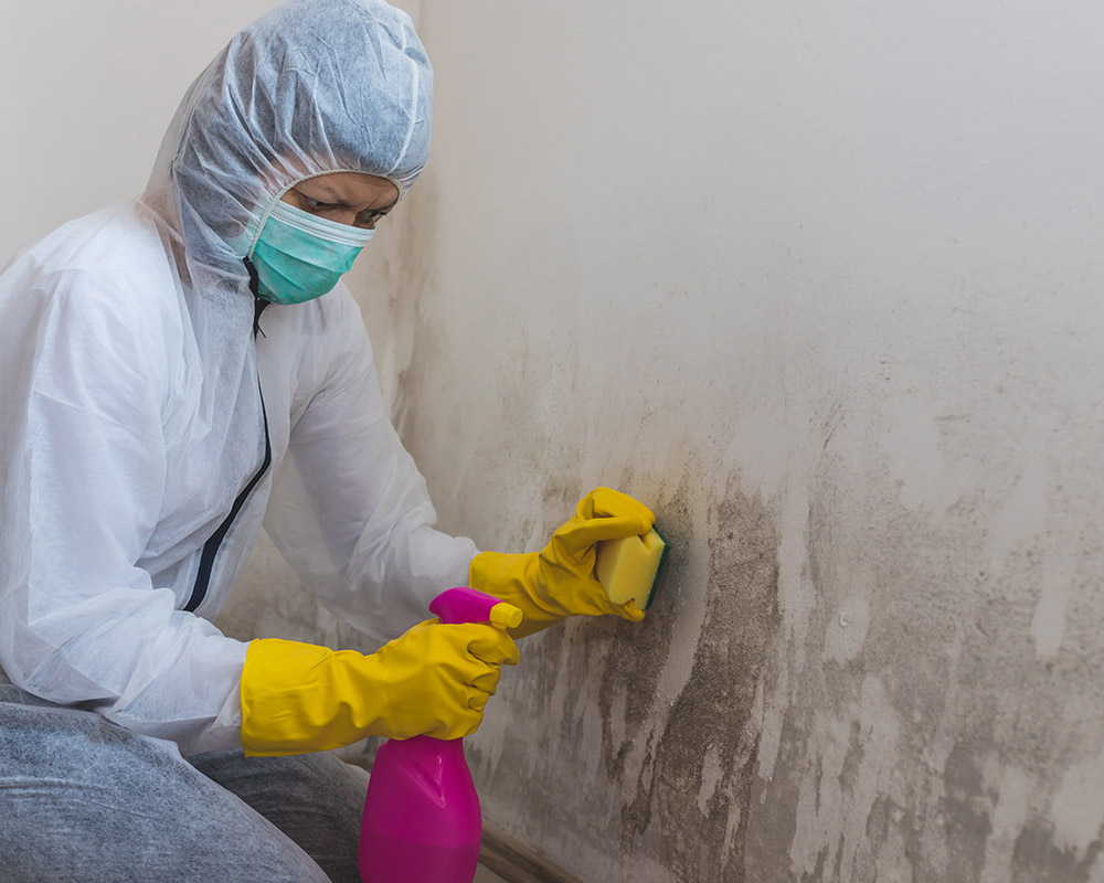 Mold Remediation Service in Minot, ND