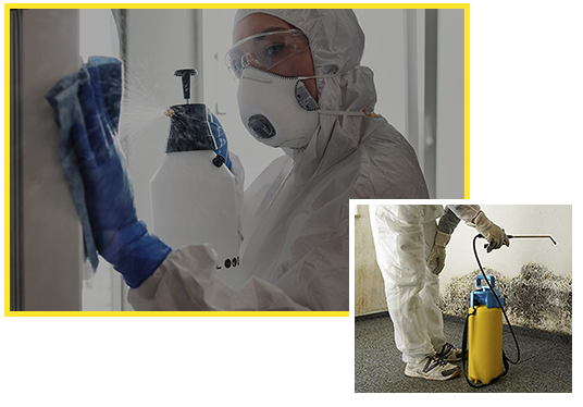 Professional Mold Removal Remediation