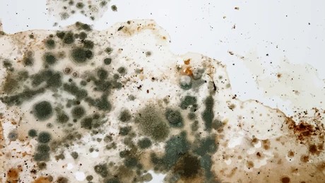How to Control Mold Growth?