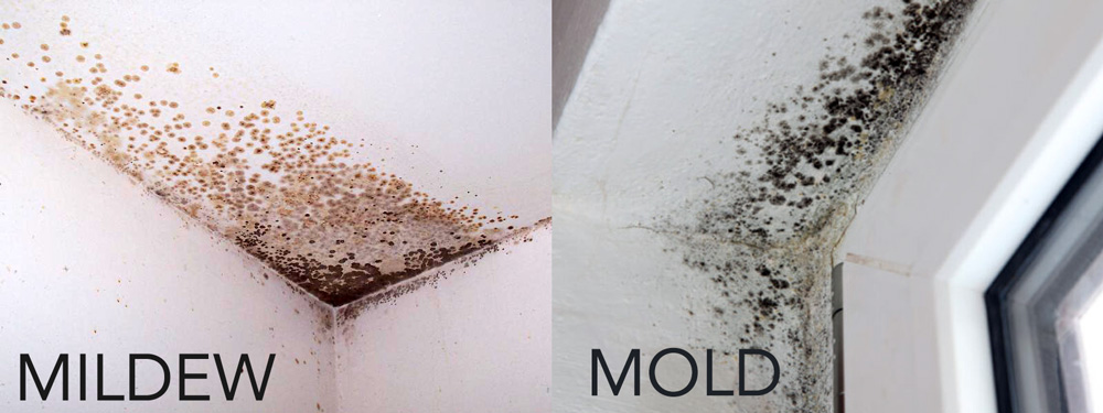 Mold on Food Vs. Mold on Walls