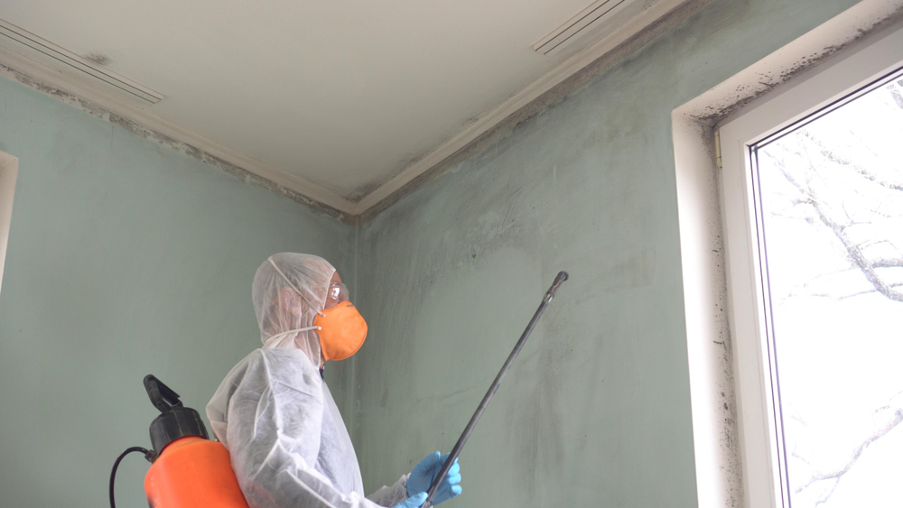 What to Do If Mold Is Found During Your Home Inspection?