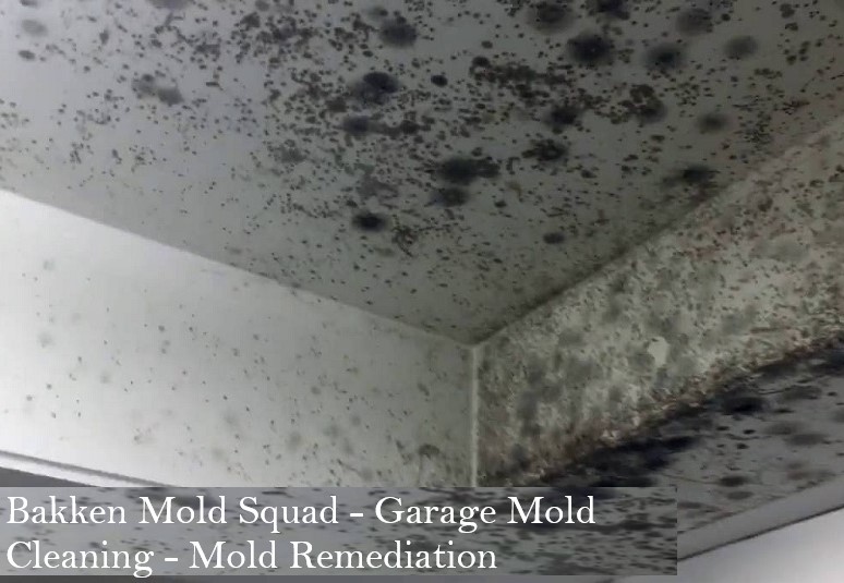 How to Remove Garage Mold in 3 Easy Steps