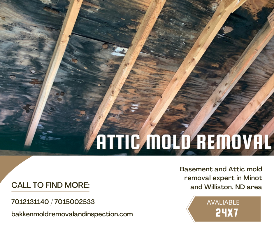 Attic and Basement Mold Inspection Service in Williston, Minot ND