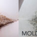 Mold-Vs.-Mildew